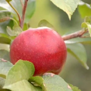 Apple Plant Live: Sweet Apple Fruit Tree, 4-5 Ft Bare Root, Garden Ready