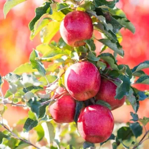 Pink Lady Apple Tree - Fruit Tree - 1.5 to 3 Feet Tall - Edible Apples
