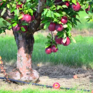 Fireside Apple Tree Bare Root 4-5 Feet - Fruit Tree
