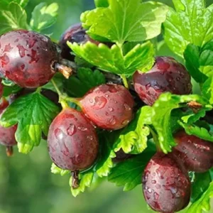 Jostaberry Gooseberry Bush Live Plant - Well Rooted Bare Root - Thornless Berry Bush for Planting