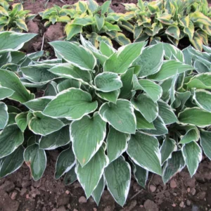 Patriot Hosta Bulb - 1 Bulbs per Pack - Shade Loving Plant