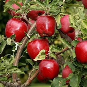 Red Delicious Apple Tree Live Plant - 2-3 Ft - For Planting