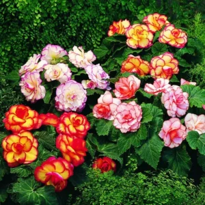 Mixed Picotee Begonias Super Flower Bulbs - 3 Tubers per Pack - Deer Resistant - Grows Well in Containers - Easy to Grow Live Plants - Outdoor Garden