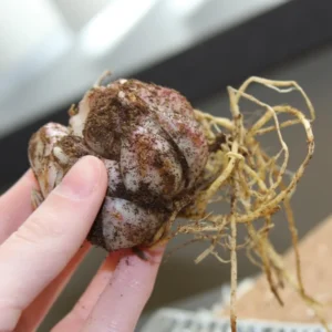 Muscadet Oriental Lilies Jumbo Pack - 10 Bulbs Per Pack - Container Friendly