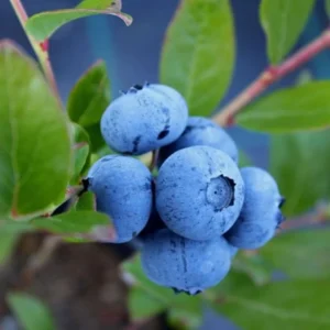 Misty Blueberry Bush Live Plant - 4 Inch Potted Sweet Blueberry Seedling