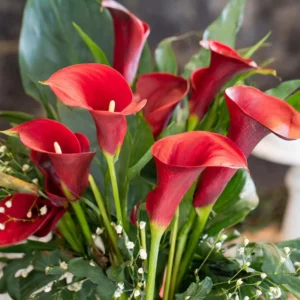Red Alert Calla Lily Flower Bulbs - 3 Bulbs per Pack Vibrant Blooms