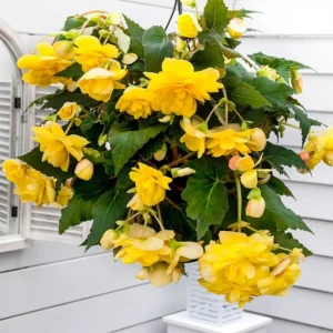 Yellow Hanging Basket Begonias Flower Bulbs - 3 Bulbs per Pack