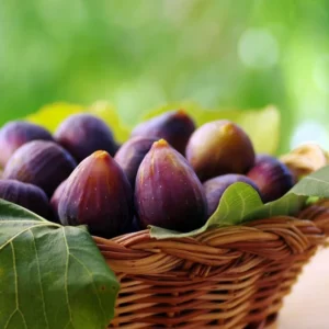 Beer's Black Fig Tree - Ficus Carica Plant 1.5 to 3 Ft - Edible Fruit
