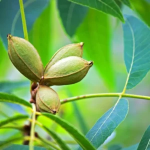 Lakota Pecan Tree - 3-4 Ft Bare Root Pecan Nut Seedlings - Carya illinoinensis