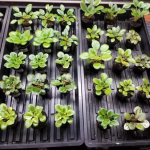 African Violet Ness Grape Fizz Semi Miniature Starter Plant