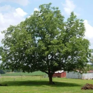 Tom Pecan Tree - Bare Root Fruit Tree - 3 to 4 Feet - Nut Producing