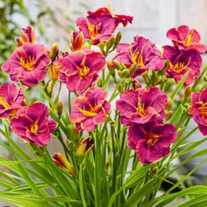Ruby Stella Daylily Flower Bulb - 1 Bulb per Pack - Easy to Grow