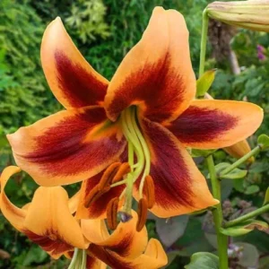 Red Morning Orienpet Lily - 3 Bulbs Per Pack - Stunning Blooms