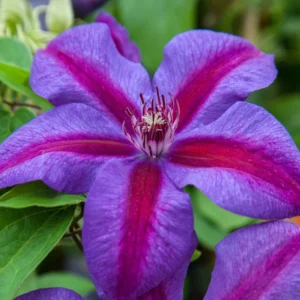Clematis Mrs N Thompson Plant - 3-4 Inch Potted Vine - Flowering Clematis