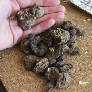 Mixed Anemone Blanda Flower Bulbs - 25 Bulbs per Pack - Vibrant Colors - Easy to Grow