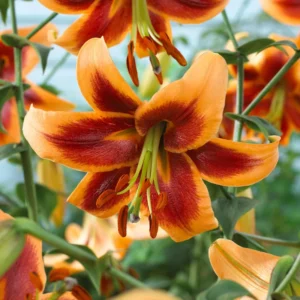 Red Morning Orienpet Lily - 3 Bulbs Per Pack - Stunning Blooms
