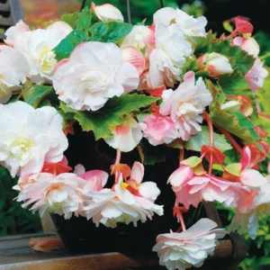 Angelique Fragrant Begonia Flower Bulbs - 3 Tuber per Pack - Fragrant - Deer Resistant - Grows Well in Containers - Easy to Grow Live Plants - Outdoor Garden - Full to Part Shade