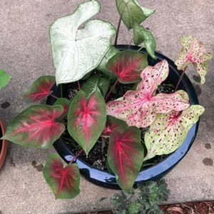 Mixed Fancy Leaf Caladium Value Pack - 5 Bulbs Per Pack - Colorful Foliage Plants