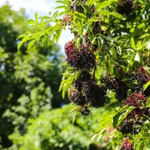 Adams Elderberry Plant - Healthy Edible Shrub - 1 to 3 Feet Tall - For Zones 3-9