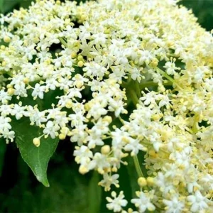 Adams Elderberry Plant - Healthy Edible Shrub - 1 to 3 Feet Tall - For Zones 3-9