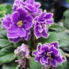 African Violet Ness Grape Fizz Semi Miniature Starter Plant
