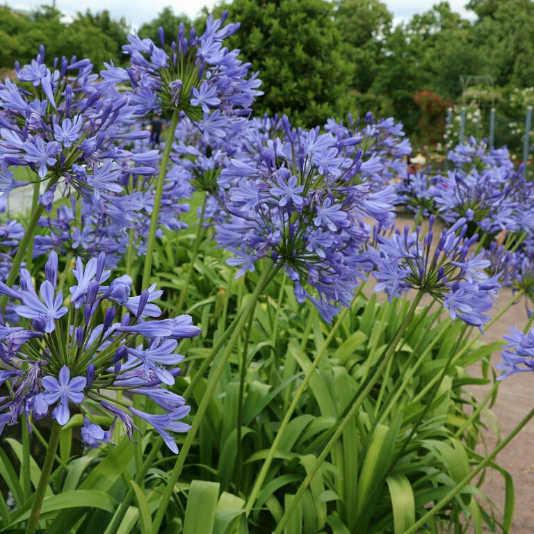 Agapanthus (Lily of the Nile)