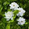 Aimee Gardenia Jasmine Plant Live - Fragrant Flower Plant - 8 to 10 Inch Home Garden