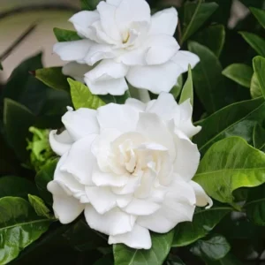 Aimee Gardenia Jasmine Plant Live - Fragrant Flower Plant - 8 to 10 Inch Home Garden