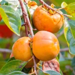 American Persimmon Tree - 6 Inch Tall in Pot Live Plant - Cold Hardy, Native Common Persimmon Fruit Seedling - Diospyros virginiana