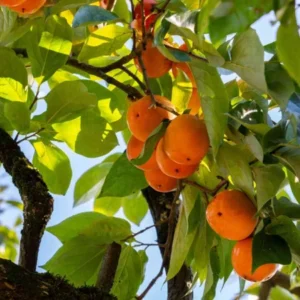 American Persimmon Tree - 6 Inch Tall in Pot Live Plant - Cold Hardy, Native Common Persimmon Fruit Seedling - Diospyros virginiana