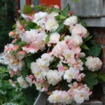 Angelique Fragrant Begonia Flower Bulbs - 3 Tuber per Pack - Fragrant - Deer Resistant - Grows Well in Containers - Easy to Grow Live Plants - Outdoor Garden - Full to Part Shade