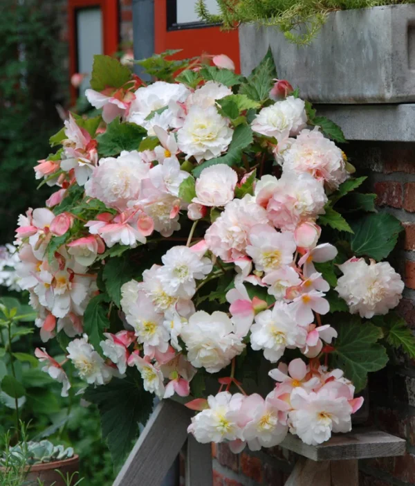 Angelique Fragrant Begonia Flower Bulbs - 3 Tuber per Pack - Fragrant - Deer Resistant - Grows Well in Containers - Easy to Grow Live Plants - Outdoor Garden - Full to Part Shade