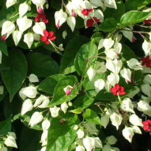 White Bleeding Heart - 1 Bulbs Per Pack - Clerodendrum Bleeding Heart Houseplant