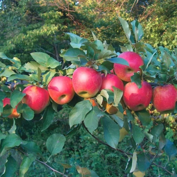 Apple Plant Live: Sweet Apple Fruit Tree, 4-5 Ft Bare Root, Garden Ready