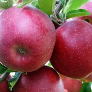 Apple Plant Live, Wilton's® Red Jonaprince Apple Tree Live Plant, Sweet Apple Fruit Tree Plant for Garden, 3-4 Feet Tall Bare Root, Live Apple Tree for Gardening Indoor Outdoor