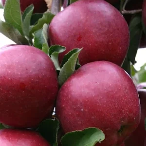 Apple Plant Live, Wilton's® Red Jonaprince Apple Tree Live Plant, Sweet Apple Fruit Tree Plant for Garden, 3-4 Feet Tall Bare Root, Live Apple Tree for Gardening Indoor Outdoor