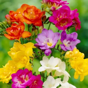 Mixed Freesia Flower Bulbs Value Bag (50 Bulbs Per Pack) - Fragrant Colorful Mix Flowering Blooms in Spring Gardens
