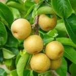 Asian Pear Tree Live Plant 2-3 Ft Tall Sweet Fruit Pear Tree