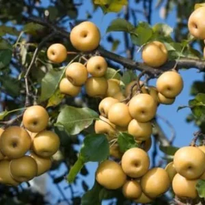 Asian Pear Tree Live Plant 2-3 Ft Tall Sweet Fruit Pear Tree