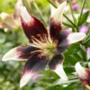 Asiatic Lily Bulbs - 3 Bulbs Per Pack - Easy To Grow Flowers