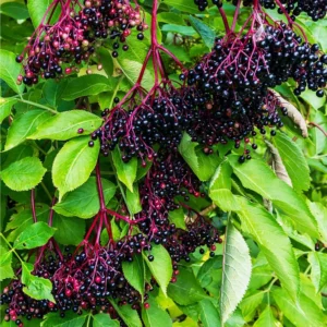 Adams Elderberry Plant - Healthy Edible Shrub - 1 to 3 Feet Tall - For Zones 3-9