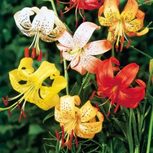 Tiger Lily Mixed Bulbs for Planting - Pack of 3 Flower Bulbs