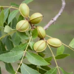 Avalon Pecan Tree Bare Root 3-4 Ft - Fast Growing Shade Tree