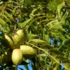 Avalon Pecan Tree Bare Root 3-4 Ft - Fast Growing Shade Tree