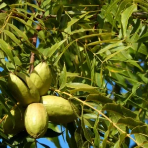 Avalon Pecan Tree Bare Root 3-4 Ft - Fast Growing Shade Tree