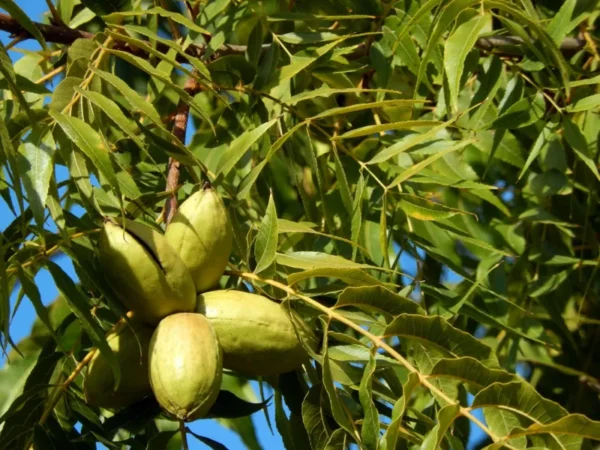 Avalon Pecan Tree Bare Root 3-4 Ft - Fast Growing Shade Tree