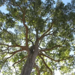 Avalon Pecan Tree Bare Root 3-4 Ft - Fast Growing Shade Tree
