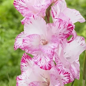 My Love Gladiolus Bulbs for Planting - 10 Bulbs Per Pack - Fragrant Large Blooms - Perennial Gladiolus Flowering Bulbs