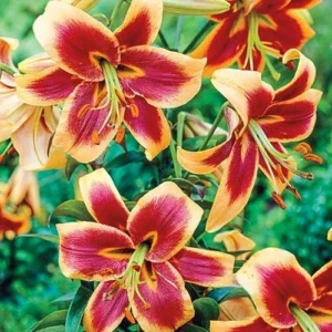 Red Morning Orienpet Lily - 3 Bulbs Per Pack - Stunning Blooms
