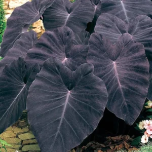 Black Magic Elephant Ears Plant - 4 inch Container - Colocasia Plant